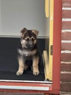 Duitse herder pup, Dieren en Toebehoren, Reu, 8 tot 15 weken, Eén hond, Herder