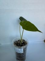 Alocasia heterophylla “dragon breath” (2), Ophalen of Verzenden, Overige soorten, Minder dan 100 cm