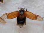 Geprepareerde Meikever - Insectenverzameling, Ophalen of Verzenden, Zo goed als nieuw, Insect, Opgezet dier