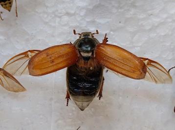 Geprepareerde Meikever - Insectenverzameling beschikbaar voor biedingen