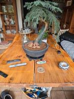 Boomstam tafelbladen sequoia redwood 190x110x6 cm(2 delen), Huis en Inrichting, Ophalen, Rechthoekig, 200 cm of meer