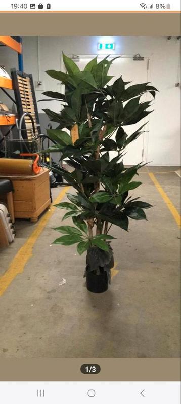 Kunstplant - Mooie decoratie voor binnen beschikbaar voor biedingen