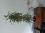 Grote kamerplant, Ophalen, In pot, Halfschaduw, Minder dan 100 cm