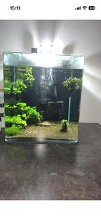 Dennele aquarium 60 liter, Ophalen, Zo goed als nieuw, Gevuld zoetwateraquarium
