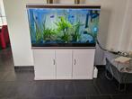 Zoetwater aquarium compleet, Dieren en Toebehoren, Vissen | Aquaria en Toebehoren, Ophalen of Verzenden, Gebruikt, Gevuld zoetwateraquarium