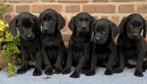 Prachtige FRIESE STABIJ x LABRADOR pups, Nederland, CDV (hondenziekte), 8 tot 15 weken, Meerdere