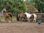 Zelfvoorziening met alle gemakken, Dieren en Toebehoren, Stalling, 1 paard of pony