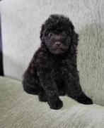 Zwarte Toy Poedel / Toy Poodle / Reutje, Poedel, Particulier, Rabiës (hondsdolheid), Reu