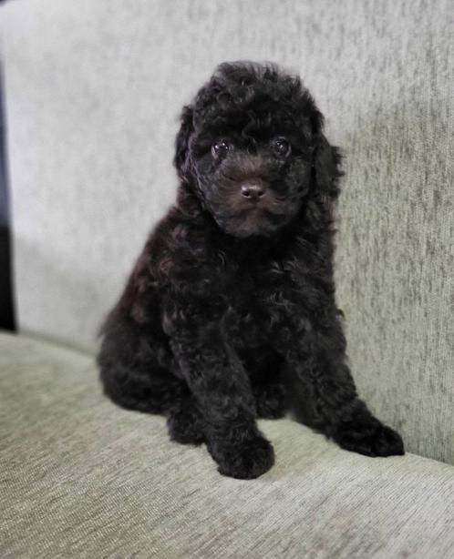 Zwarte Toy Poedel / Toy Poodle / Reutje, Dieren en Toebehoren, Honden | Chihuahua's en Gezelschapshonden, Reu, Poedel, Particulier
