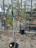 fruit dragende fruitboompjes, Ophalen, Minder dan 100 cm, Lente, Volle zon