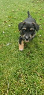 Jack-russell pups laagbenig ruwharig ouders aanwezig, Dieren en Toebehoren, Honden | Jack Russells en Terriërs, Jack Russell Terriër