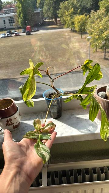 philodendron floride beauty beschikbaar voor biedingen