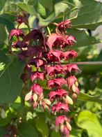 Fazantbes / Chocobes - Eetbare Tuinplant, Volle zon, Vaste plant, Ophalen of Verzenden, Zomer