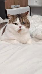 BKH Met Stamboom, 0 tot 2 jaar