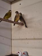 Kleine saffraan vinken, Meerdere dieren