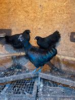 Haan ayam cemani, Mannelijk, Kip
