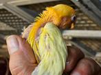 Mooie licht gele lutino fisheri, Dieren en Toebehoren, Vogels | Parkieten en Papegaaien, Meerdere dieren, Dwergpapegaai of Agapornis