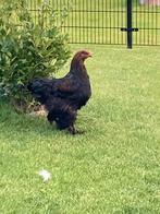 Brahma haan, Dieren en Toebehoren, Mannelijk, Kip