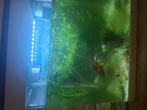 Moet weg !!€10,- aquarium panorama 30 LED tekoop met vis, Dieren en Toebehoren, Vissen | Aquaria en Toebehoren, Ophalen, Gebruikt