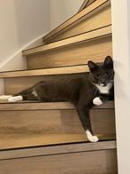 Kat, Kater, Ingeënt, 3 tot 5 jaar