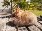 dwerg konijn, Dieren en Toebehoren, Mannelijk, Dwerg