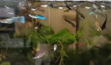 Mannelijke & jonge guppy's beschikbaar voor biedingen