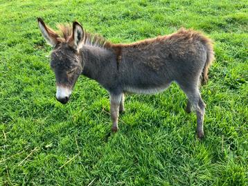 Mediterrane miniezel veulens met volledigestamboom mini ezel beschikbaar voor biedingen
