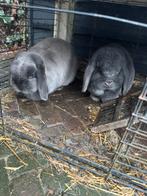 Konijnen 2 x hangoor dwerg, Dieren en Toebehoren, Konijnen, Meerdere dieren, Dwerg, Hangoor, 3 tot 5 jaar