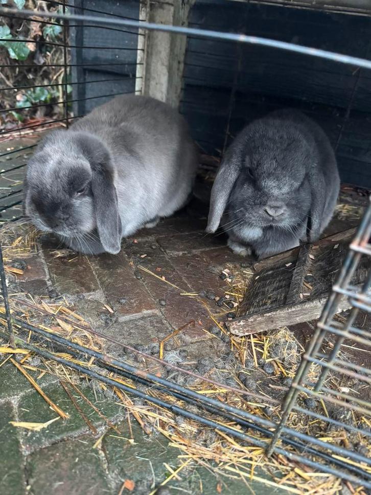 Konijnen 2 x hangoor dwerg, Dieren en Toebehoren, Konijnen, Dwerg, Meerdere dieren, 3 tot 5 jaar, Hangoor