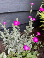 🌸 Prikneus zaailingen biologisch Lychnis coronaria, Ophalen, Zomer, Overige soorten, Volle zon