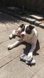 betrouwbare 4 voeter zoekt met spoed een huisje, Rabiës (hondsdolheid), Eén hond, 3 tot 5 jaar, Nederland