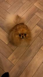 Pomeriaan teefje herplaatsing 1,5 jaar, 2,65 kg, Keeshond, CDV (hondenziekte), 1 tot 2 jaar, Teef