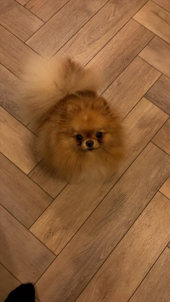 Pomeriaan teefje herplaatsing 1,5 jaar, 2,65 kg, Dieren en Toebehoren, Honden | Poolhonden, Keeshonden en Oertypen, Teef, Keeshond
