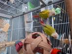 Vogels pyrrhura molinae, Dieren en Toebehoren, Vogels | Parkieten en Papegaaien, Meerdere dieren, Parkiet, Geringd