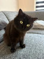 Poes Chloé. Lees de advertentie goed., Poes