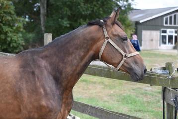Volgend jaar een spring gefokte appaloosa veulen ?  beschikbaar voor biedingen