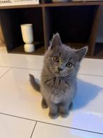 Alleen nog 1 Britse Korthaar (kater) te koop, Kater, Ontwormd