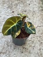 Alocasia black velvet gold variegata, Huis en Inrichting, Kamerplanten, Ophalen of Verzenden, Halfschaduw, Minder dan 100 cm