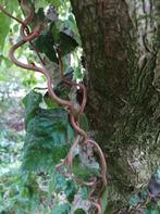 Hazelaar kronkel hazelaar corylus boom tuin planten, Ophalen, Overige soorten