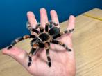 Mooie grote brachypelma smithi