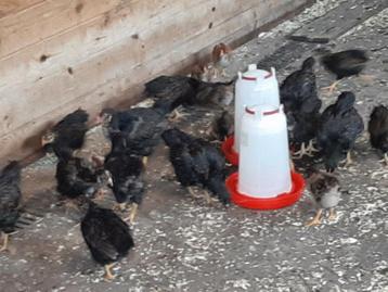 Barnevelders dubbel gezoomd  beschikbaar voor biedingen