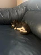Kittens, Dieren en Toebehoren, Meerdere dieren