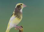 Gezocht groenling bont en satinet, Dieren en Toebehoren, Vogels | Kanaries, Meerdere dieren, Kleurkanarie