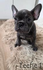 Franse Bulldog Pups - Laatste twee beschikbaar, Dieren en Toebehoren, Honden | Bulldogs, Pinschers en Molossers, CDV (hondenziekte)