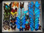 Vlinders geprepareerd op speld of in stolp of lijst, Ophalen, Nieuw, Insect, Opgezet dier