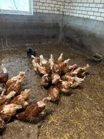 Bruine kippen, Dieren en Toebehoren, Pluimvee, Vrouwelijk, Kip