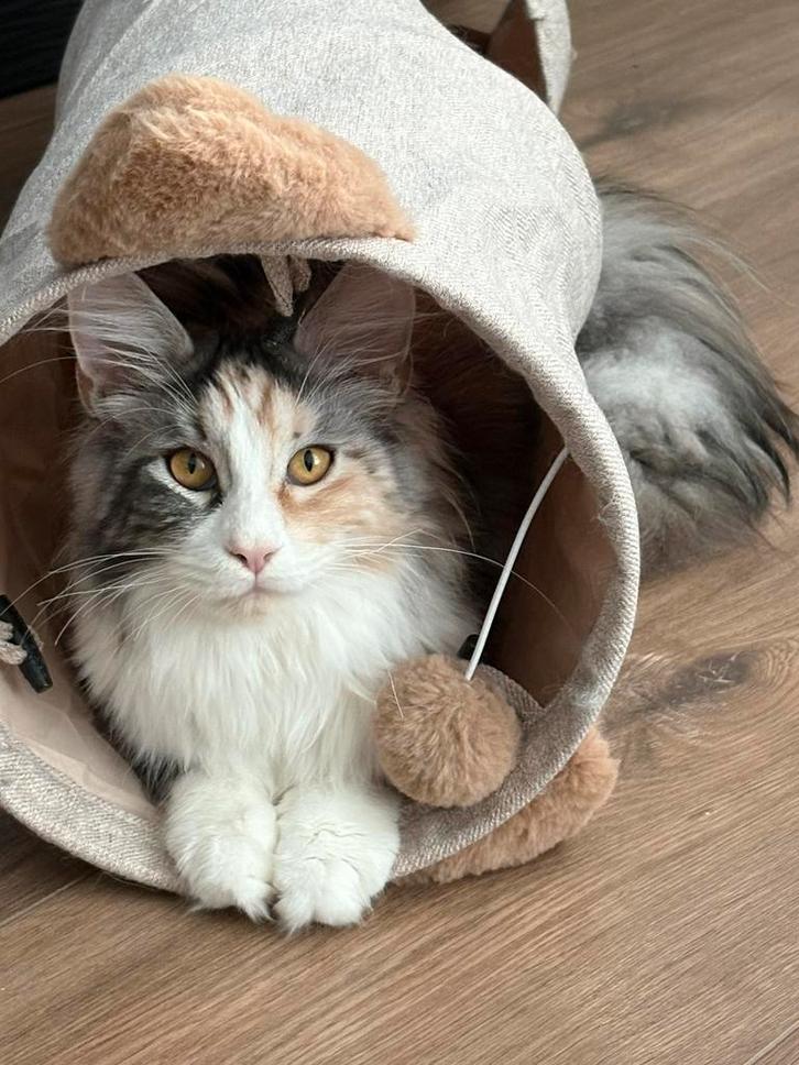 Maine Coon poes van 1,5 jaar (gesteriliseerd), Dieren en Toebehoren, Katten en Kittens | Raskatten | Langhaar, Poes, 0 tot 2 jaar