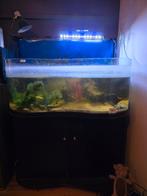 Zaagrug Schildpad + aquarium + onderkast en toebehoren, Dieren en Toebehoren, Reptielen en Amfibieën, Schildpad, 7 tot 10 jaar