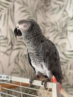 Grijze roodstaart, Dieren en Toebehoren, Vogels | Parkieten en Papegaaien, Mannelijk, Papegaai, Pratend