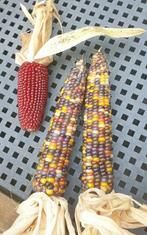 Aardbeien maïs  en gem glass maïs, Ophalen of Verzenden, Volle zon